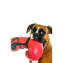 Boxer Breed Notebook - como en la foto - Ver 2