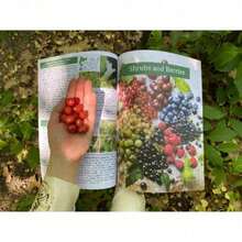 The Forager's Guide To Wild Foods | High-Quality Images & Maps For Plant Identification | Guidelines, Recipes, Full Page Photos, A5 - 1 - Xem 3