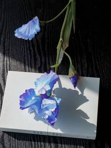 1 buc., floare artificială de iris de 80 cm, floare de mătase, decor floral, umplutură pentru vază, piesă centrală pentru masă, decorațiune de nuntă, decor de birou, decorațiune pentru casă, decor pentru cameră, decor de perete, decorațiune de grădină, decor exterior, decorațiune pe tot parcursul anului - Multicolor - Vizualizare 15