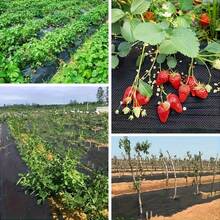 3.28ft Wide X 65.62ft Long Thick Black Barrier Fabric, Breathable & Permeable, Suitable For Fruit Orchard, Strawberry Planting, 1.18oz/Sq.Yd - Black Punch - View 10
