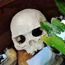 1件树脂水族箱装饰骷髅摆件，适用于爬行动物和宠物 - 查看 8