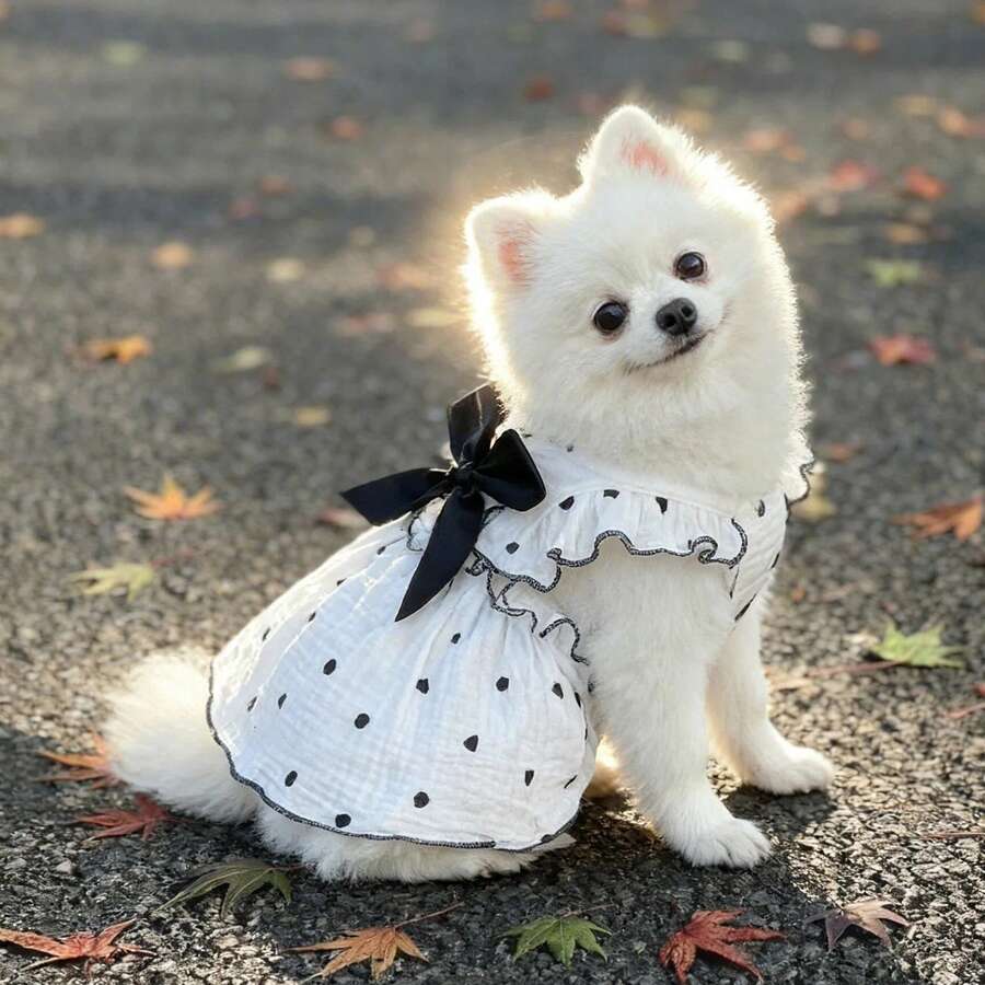 可爱樱桃印花荷叶边下摆狗狗连衣裙，带胸带 - 适合小型犬猫的无袖宠物服装，夏季 - 彩色 - 查看 1