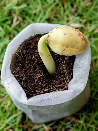 100个透气无纺布育苗袋，适合播种 - 耐用方形种植盆，适合花园 - 易于移植的园艺育苗袋，适合幼苗、花卉和蔬菜