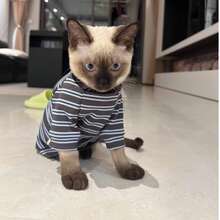 All-Season Blue Grey Striped High Neck Cat T-Shirt, Devon Rex, Sphynx, Pet Clothing Belly Protection Anti-Shedding - Navy Blue - View 11
