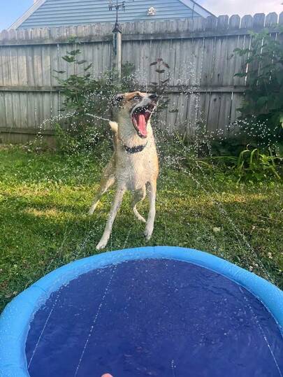 1个宠物户外降温水垫，可折叠PVC充气游泳池，夏季户外互动喷水玩具