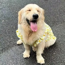 1 buah Gaun Anjing Motif Bunga Kecil, Gaun Bunga Merah Muda Lucu untuk Anjing Besar Seperti Golden Retriever, Samoyed, Labrador - Emas - View 3