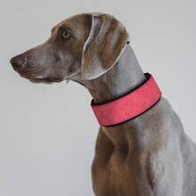可调节PU皮革加厚狗项圈,适合中大型犬,例如灵缇犬 - 彩色 - 查看 12