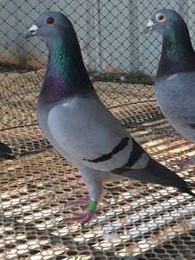 100 piezas Anillos de identificación de plástico de 8mm de diámetro, adecuados para palomas, loros, canarios, aves de corral - Ver 5