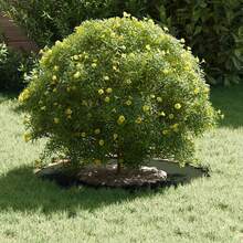 BXUXOHS Pot de jardin adapté anneau arbre plat olive Ø30 / 60 cm acier - A - Voir 4