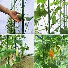 Bộ 39 khung giàn hoa, thanh đỡ cây, giá đỡ chậu cây, giá đỡ cố định cà chua và quả, giàn leo đậu Hà Lan, dưa chuột, giàn rau củ và nho ngoài trời - Khung đỡ cây bền chắc cho nhà kính và làm vườn ngoài trời. - Giá đỡ cây - Xem 8