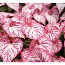 520  Rose Caladium Bulbs For Planting - Perennial Hosta, Elephant Ear, Fancy (6 Bulbs) - No Pots - 500 Pieces - View 1
