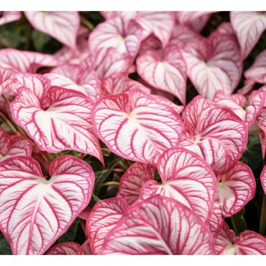 520  Rose Caladium Bulbs For Planting - Perennial Hosta, Elephant Ear, Fancy (6 Bulbs) - No Pots - 500 Pieces - View 1