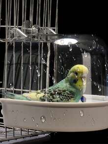 Large Parrot Bath Tub With Splash Guard Design, Frosted Shower Enclosure, Easy To Clean And Lightweight With Handle, Suitable For Small To Medium Birds Like Canaries, Lovebirds, Cockatiel, Finches, For Caging And Travel, Pet Bathing Station - Bath - View 8