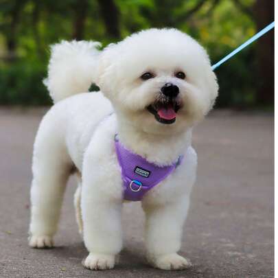 Bộ dây đeo ngực cho thú cưng, dây đeo ngực lưới cho chó và dây dắt, khóa chữ D, phản quang, thiết kế túi định vị, phù hợp cho chó nhỏ, mèo và thỏ.