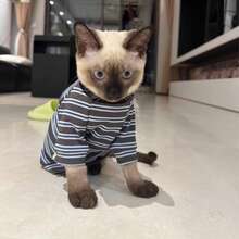 All-Season Blue Grey Striped High Neck Cat T-Shirt, Devon Rex, Sphynx, Pet Clothing Belly Protection Anti-Shedding - Navy Blue - View 8