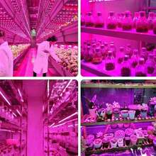 Luz Led USB cultivo plantas tira lámpara Phyto completo semillas flores invernadero plantas - Azul - Ver 4