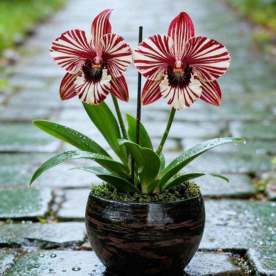 50 Pieces Orchid Seeds Vine Seeds Outdoor Flower Border Seeds Courtyard Shaded Areas Elegant Flower Shape Assisting In Enhancing Ornamentation In Low-Light Areas - 50pcs/seed - View 1