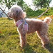 Pet Dog And Cat Harness Vest, Comfortable Mesh Dog Harness And Leash Set - Breathable, Reflective, Adjustable Size Pet Vest - Perfect For Puppies And Kittens - 紅色的 - 查看 10