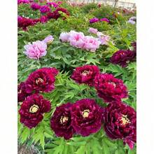 367 Peony Bulb-Double Non-Perennial Mixed Varieties, Including Dahlias And Poppies - 367 Items - View 2