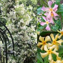 Climbing Jasmine Plant, Non-GMO Garden Jasmine Flowers, Balcony Climbing Flowers, Outdoor Perennial Flower Plant, Perennial Ground Cover Plant Plant, Climbing Lawn Plant, Outdoor Indoor Plants, Flower Planting Plant, Medicinal Herb Plant, Vegetable Plant, Fruit Plant, Gardening Plant, Local Delivery Cold Resistant And Suitable For All Seasons, Suitable For DIY Gardens, Home Gardens, Flower Pots And Courtyards - An Ideal Gardening Gift - 50粒種子/粒 - 查看 6