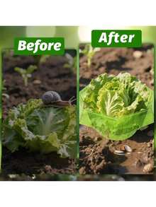 8/16pcs Plant Slug Collars Protection Set Green Round Snail And Slug Protective Cover Reusable Plastic Plant Covers For Indoor Garden Planter Plants Seedlings Protects Plants To Get Better Animal Snails Insects - Round - View 9