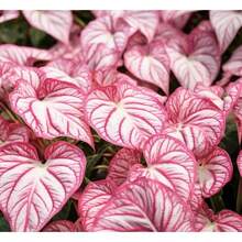 520  Rose Caladium Bulbs For Planting - Perennial Hosta, Elephant Ear, Fancy (6 Bulbs) - No Pots - 500 Pieces - View 3