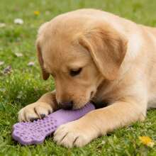 多功能清洁咀嚼玩具 - 适用于所有犬种的牙齿清洁刷，互动训练和自清洁设计 - 彩色 - 查看 6