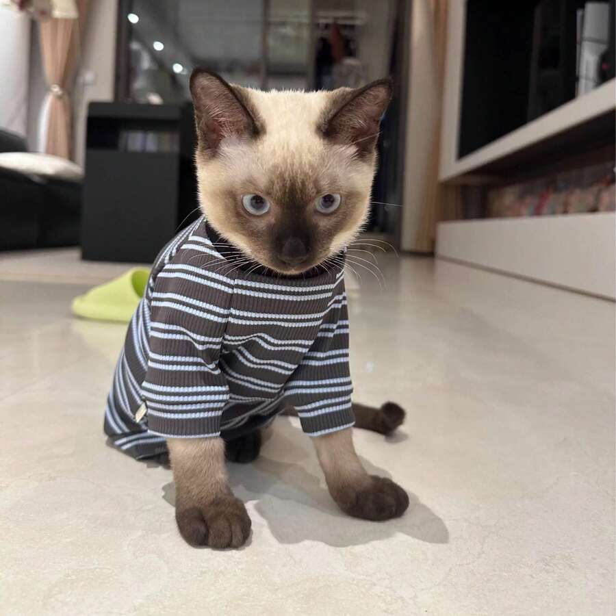 All-Season Blue Grey Striped High Neck Cat T-Shirt, Devon Rex, Sphynx, Pet Clothing Belly Protection Anti-Shedding - Navy Blue - View 1