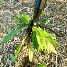 1 đầu nhổ cỏ đứng - Dụng cụ nhổ rễ thủ công 4 càng cho vườn và bãi cỏ, dụng cụ đào đất hạng nặng với càng bằng kim loại - Máy cắt cỏ bốn càng dạng đứng - Xem 2