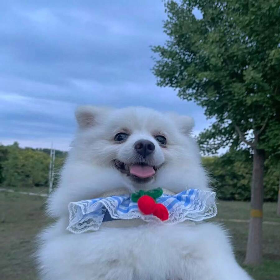 可爱樱桃格子宠物胸背带牵引绳套装，蕾丝边防拉扯狗狗背心带牵引绳，适合小型犬猫，博美犬遛狗用品