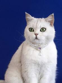 1 pieza Collar de joyería de perlas falsas de doble capa de moda para mascotas, gatos y perros, accesorio de collar para mascotas - Multicolor - Ver 5