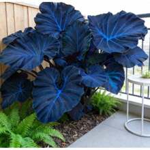 48 Classic Canna-Style Outdoor Decorative Plants With Rich Leaf Texture For Shaded Areas - 48粒 - 查看 2
