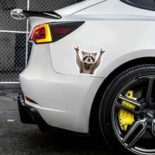 1/3 Pieces Of Swinging Raccoon Stickers, Fun And Cute Raccoon Car Stickers, 3-Inch Stickers For Car, Laptop, Wall, Window, And Bumper. - 1 Piece 3 Inches - View 5