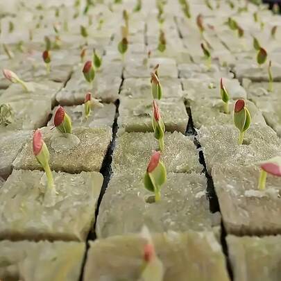 50/100/200pcs Rockwool/Asbestos Propagation Cubes, Suitable For Cutting Propagation, Seed Germination, Plant Reproduction. Soilless Cultivation Matrix, Horticultural Planting Blocks, Succulents, Crops, Commercial Greenhouse, Agricultural Rockwool.