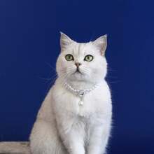 1 pieza Collar de joyería de perlas falsas de doble capa de moda para mascotas, gatos y perros, accesorio de collar para mascotas - Multicolor - Ver 10