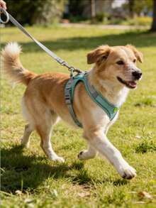 At/狗牵引绳和胸背带 - 透气网眼背心配加厚尼龙牵引绳，狗胸背带，狗用品，狗牵引绳，狗胸背带和牵引绳，适合小型至中型犬；宠物项圈 - 防勒颈设计，带双 D 形环。 - 彩色 - 查看 10