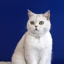 1 pieza Collar de joyería de perlas falsas de doble capa de moda para mascotas, gatos y perros, accesorio de collar para mascotas - Multicolor - Ver 11