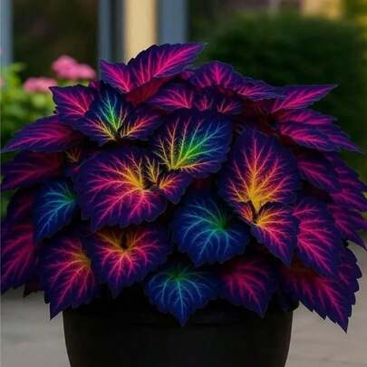 Horseshoe Gold No. 207 - The Finishing Touch Of The Outdoor Colorful Charm Decoration Of The Courtyard