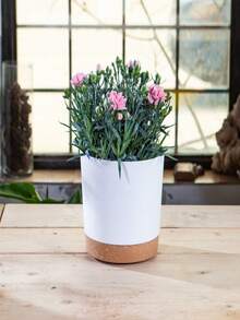 4 chậu nhựa tròn thẳng dùng trồng hoa Anthurium, cây cảnh ban công, cây trầu bà, cây kim tiền kèm khay. - bộ 4 món - Xem 5