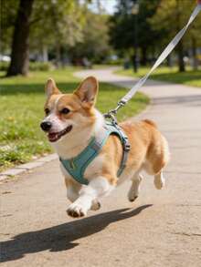 At/狗牵引绳和胸背带 - 透气网眼背心配加厚尼龙牵引绳，狗胸背带，狗用品，狗牵引绳，狗胸背带和牵引绳，适合小型至中型犬；宠物项圈 - 防勒颈设计，带双 D 形环。 - 彩色 - 查看 8