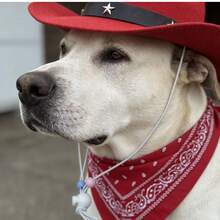 Pet Cowboy Hat And Scarf Set - Western Style Pet Clothes For Cats And Dogs, Adjustable Pet Accessories Suitable For Photo Props And Daily Wear - Red - View 3