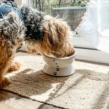 2pcs Elevated Cat Bowl Set With Double Stands | Premium Ceramic Food & Water Bowls | Neck Protection For Cats & Small Dogs, Non-Spill & Easy To Clean - 300ml - View 4