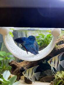 1 chiếc võng lưới nhựa nổi, cung cấp chỗ nghỉ ngơi gần mặt nước cho cá betta, tôm và các loại cá nhỏ trong bể cá. - Trắng - Xem 3