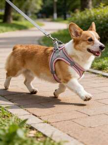 At/狗牵引绳和胸背带 - 透气网眼背心配加厚尼龙牵引绳，狗胸背带，狗用品，狗牵引绳，狗胸背带和牵引绳，适合小型至中型犬；宠物项圈 - 防勒颈设计，带双 D 形环。 - 彩色 - 查看 5