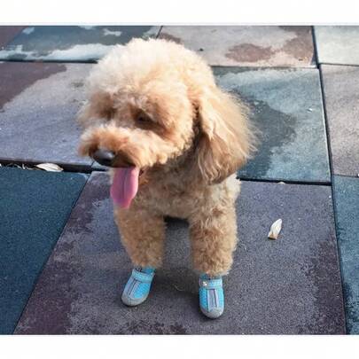 夏季小型犬（吉娃娃）宠物鞋，防滑耐磨宠物靴