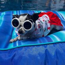 Cherry Stylish Swimsuit Costume For Small Medium Dogs, Dress+Sun Hat, Puppy Bathing Suit, Soft Outfit Pet Apparel For Beach, Pool And Summer Fun - Red - View 5