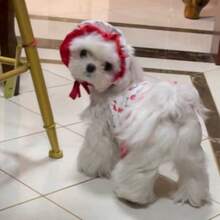 Cherry Stylish Swimsuit Costume For Small Medium Dogs, Dress+Sun Hat, Puppy Bathing Suit, Soft Outfit Pet Apparel For Beach, Pool And Summer Fun - Red - View 6