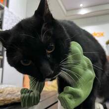 3D Printed Funny Pet Supplies, Neck Muscle Arm, Cat Dog Brush, Cat Clothes, Cat Games, Free Cat Gifts, Cat Toy Gifts, Bird Cage, Cat Clothes, Birds, Cat House, Cat Supplies, Aquarium, Gifts For Cats - Multicolor - View 11