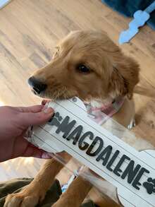1 Stück individuell gestaltete Hundehütten Namensplakette, kann Haustiernahmen anpassen, Hundekäfig Namenslogo, knochenförmiges Hundehütten Schild, Namensschild mit Pfötchen-Aufdruck, individualisiertes Geschenk für Katzen- und Hundeliebhaber, Holz Hundekäfig Namenslogo - Verschiedenfarbig - Übersicht 3