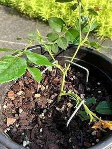 镀锌U型地钉，带垫片和拆卸工具钩，用于固定草坪、草皮、布料、薄膜、温室防虫网、遮阳网 - 花園U型地釘 - 查看 5